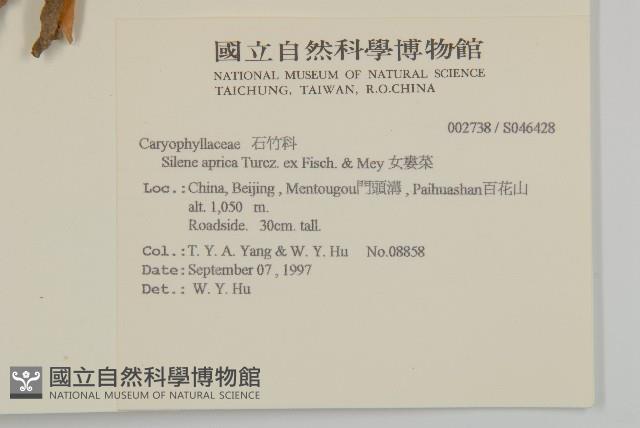 女婁菜藏品圖，第2張