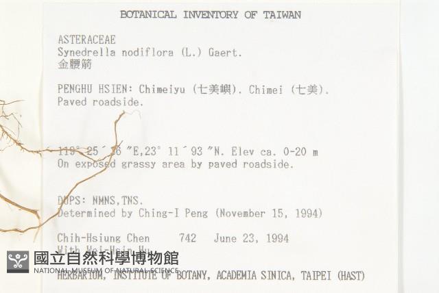 金腰箭藏品圖，第2張