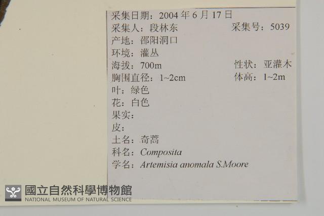 珍珠蒿、奇蒿藏品圖，第2張