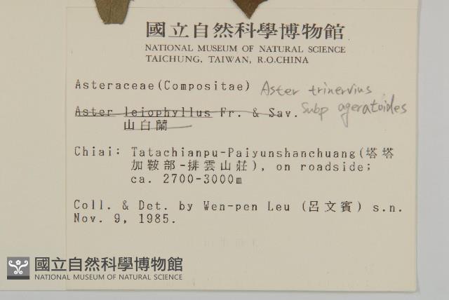 三基脈紫菀藏品圖，第2張