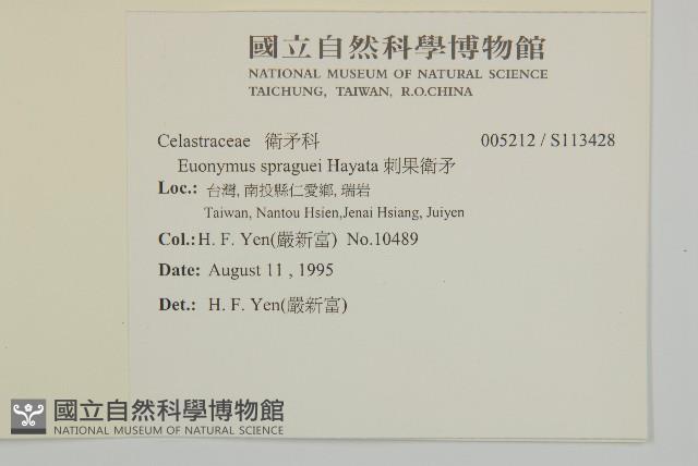 刺果衛矛藏品圖，第2張