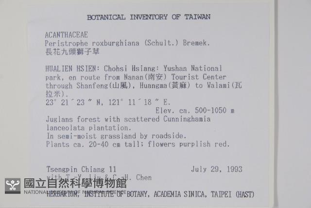 長花九頭獅子草、山藍藏品圖，第2張