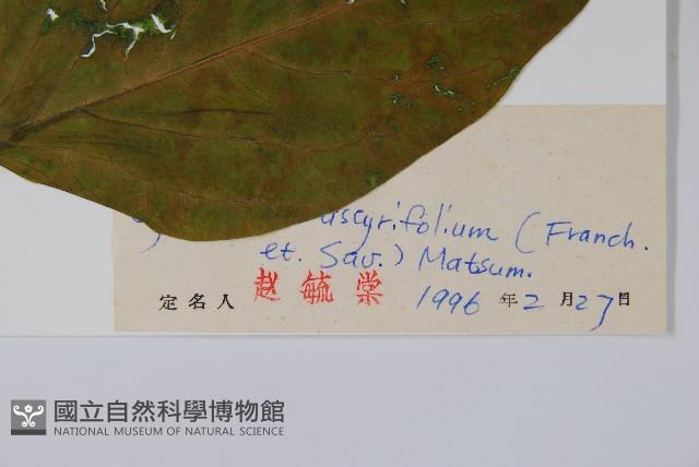 潮風草藏品圖，第2張