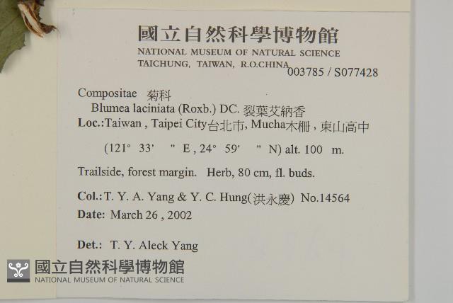 裂葉艾納香藏品圖，第2張