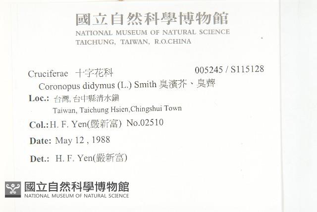 臭濱芥、臭薺藏品圖，第2張