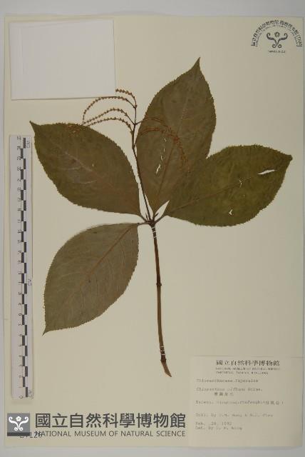 臺灣及己藏品圖，第1張