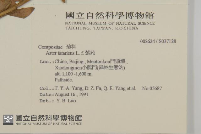 紫菀藏品圖，第2張