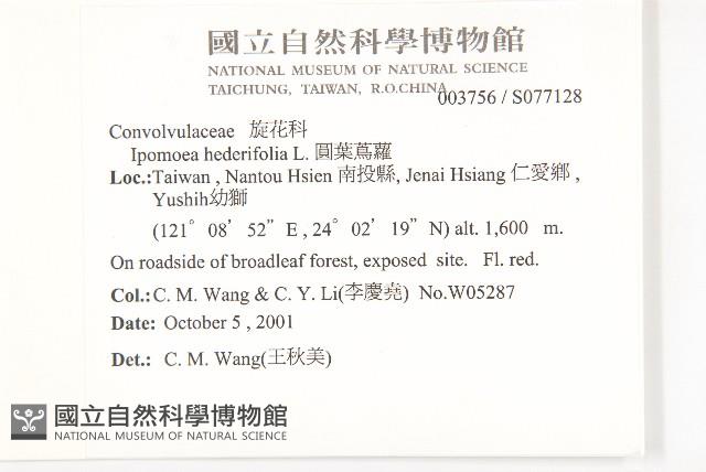 心葉蔦蘿藏品圖，第2張