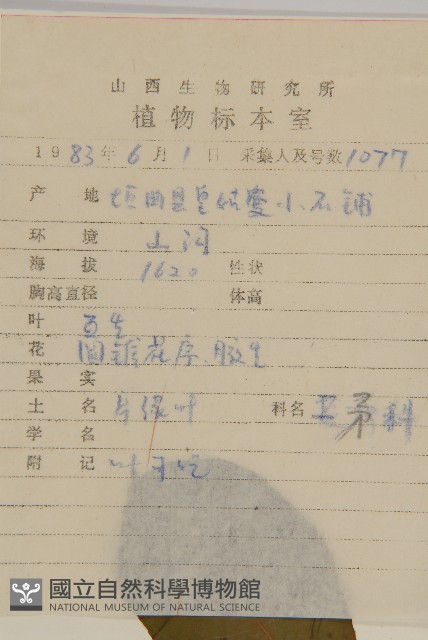 南蛇藤藏品圖，第2張