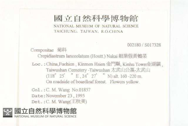 細葉假黃鵪菜藏品圖，第2張