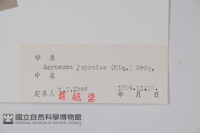 牧根草藏品圖，第2張