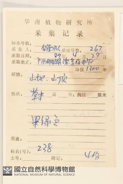 毛大丁草藏品圖，第2張