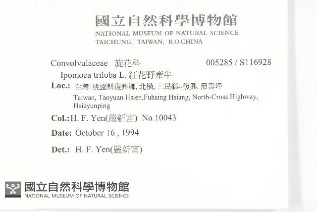 紅花野牽牛藏品圖，第2張