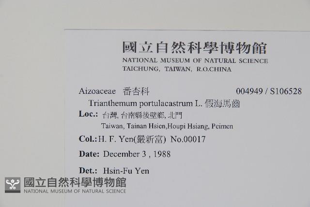 假海馬齒藏品圖，第2張