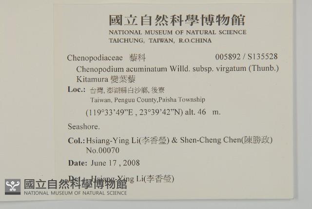 變葉藜藏品圖，第2張