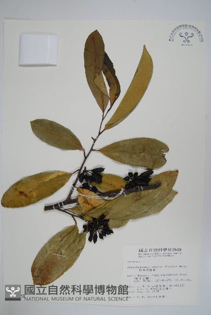 恆春哥納香藏品圖，第1張