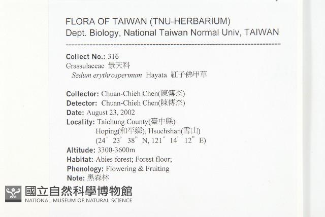 紅子佛甲草藏品圖，第2張