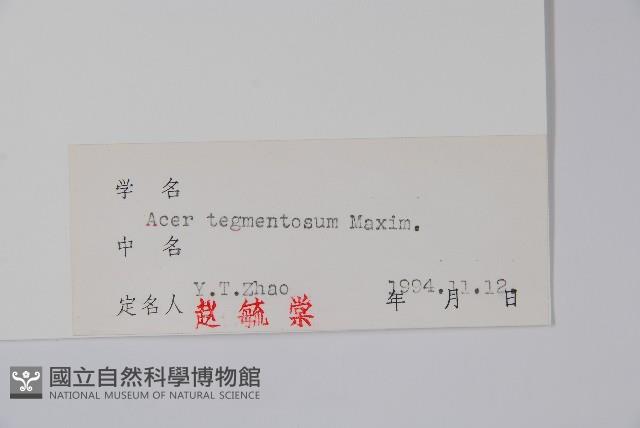 青楷槭藏品圖，第2張