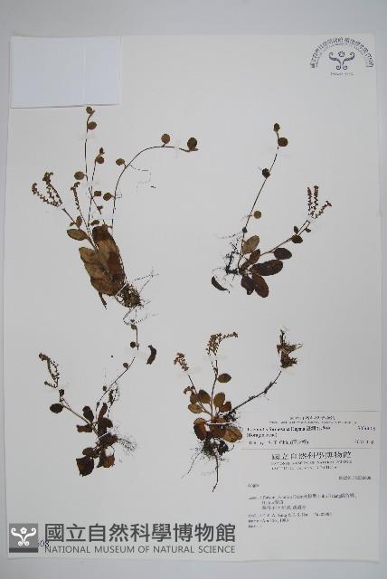 臺灣附地草藏品圖，第1張