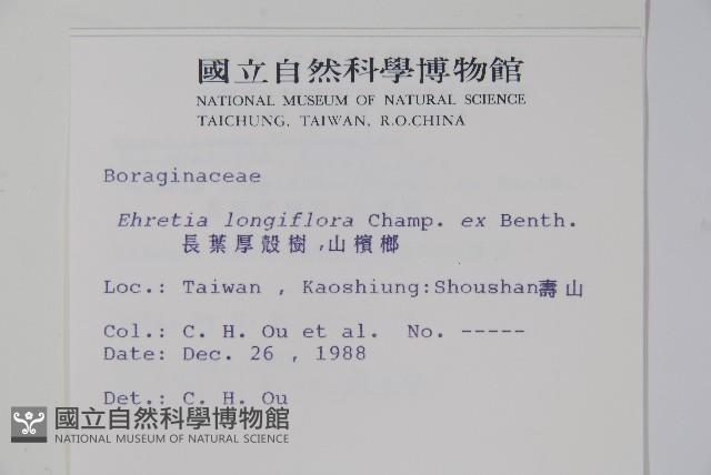 長花厚殼樹藏品圖，第2張