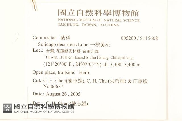 一枝黃花藏品圖，第2張