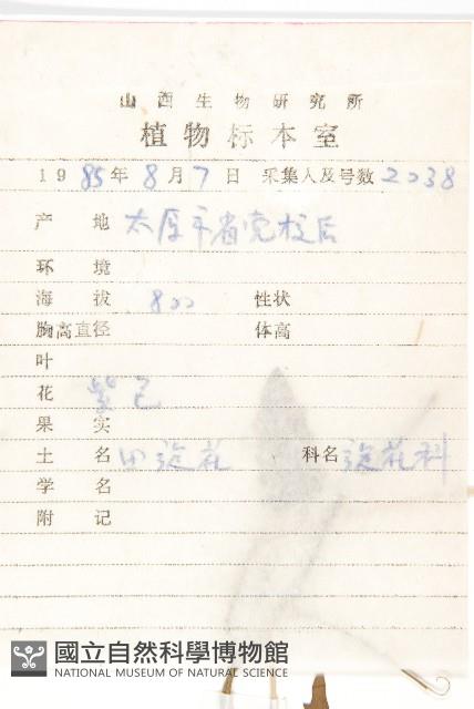 田旋花藏品圖，第2張