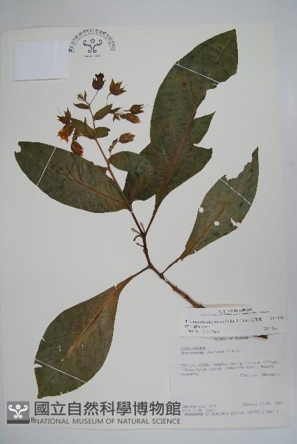 假酸漿藏品圖，第1張