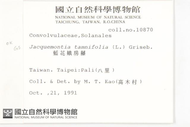 長梗毛娥房藤藏品圖，第2張