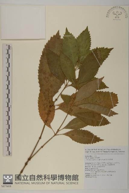 草珊瑚、紅果金粟蘭藏品圖，第1張