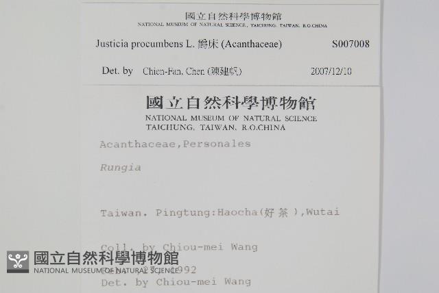 爵床藏品圖，第2張