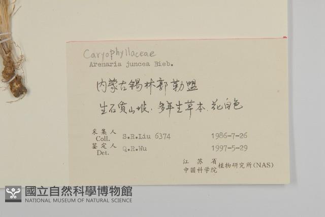 燈心草蚤綴藏品圖，第2張