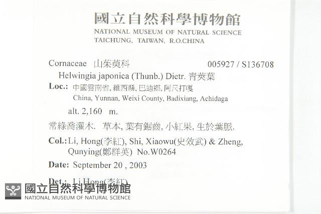 青莢葉藏品圖，第2張