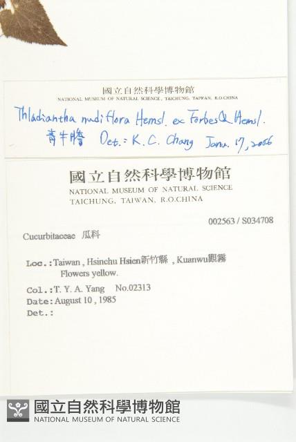 青牛膽藏品圖，第2張