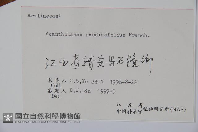 吳茱萸五加藏品圖，第2張