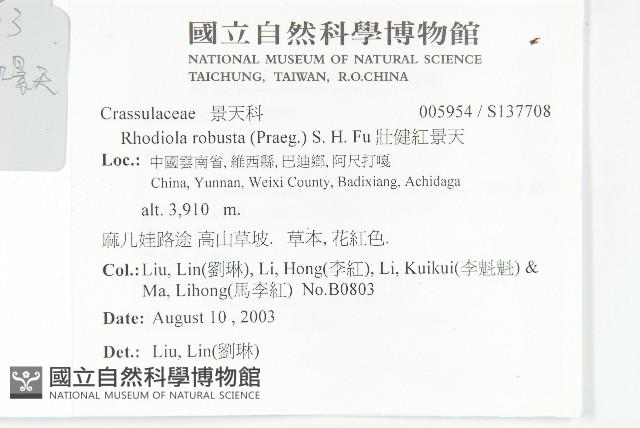 壯健紅景天藏品圖，第2張