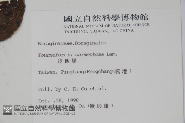 冷飯藤藏品圖，第2張