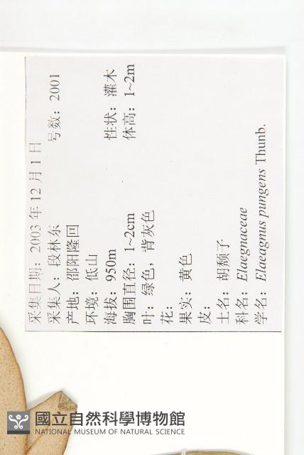 胡頹子藏品圖，第2張