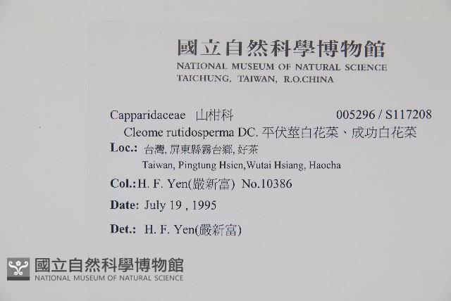 平伏莖白花菜、成功白花菜藏品圖，第2張