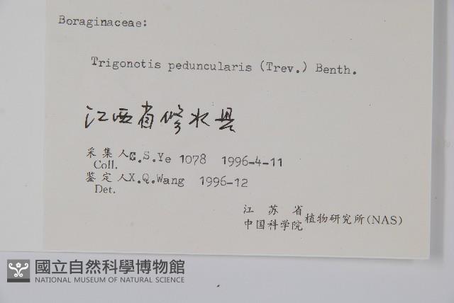 附地菜藏品圖，第2張