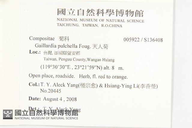 天人菊藏品圖，第2張