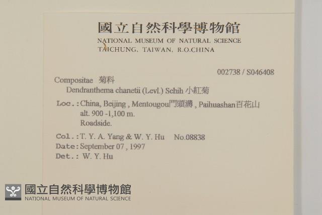 小紅菊藏品圖，第2張