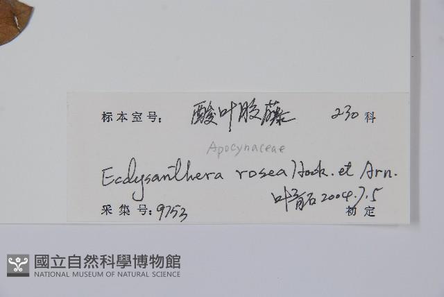 酸藤藏品圖，第2張