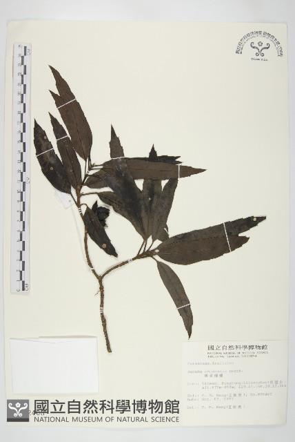 桃葉珊瑚藏品圖，第1張