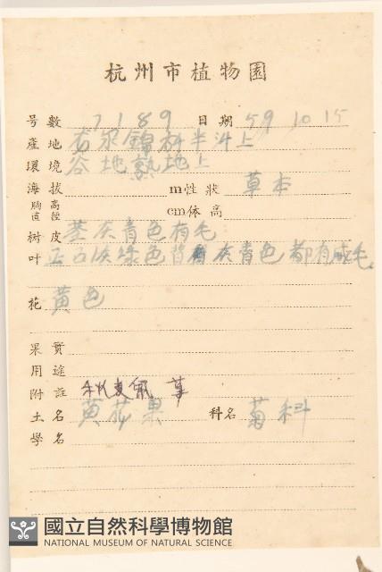 秋鼠麴草藏品圖，第2張