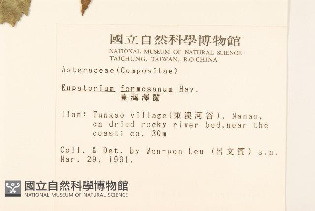 Formosan eupatorium Collection Image, Figure 2, Total 2 Figures