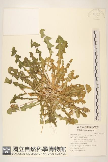 臺灣蒲公英藏品圖，第1張