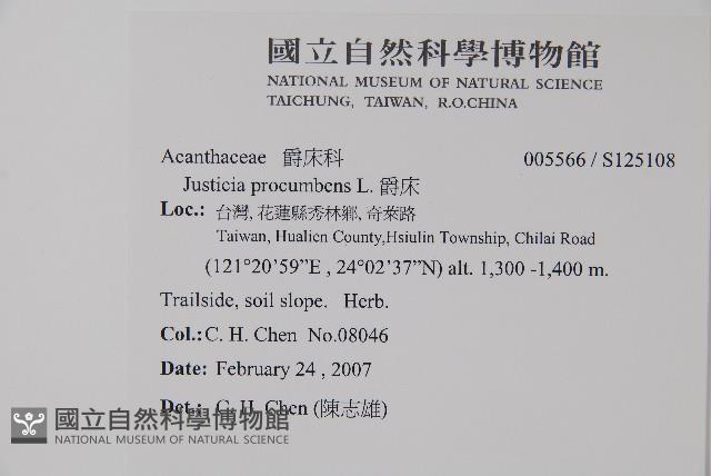 爵床藏品圖，第2張