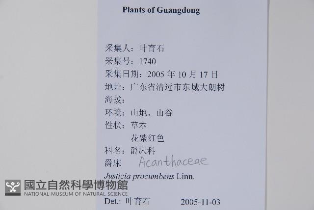 爵床藏品圖，第2張