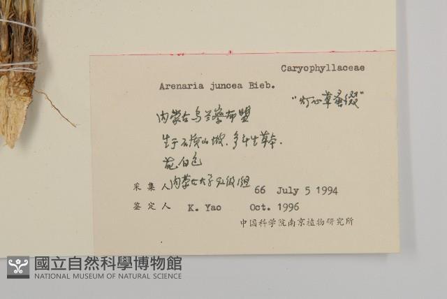 燈心草蚤綴藏品圖，第2張