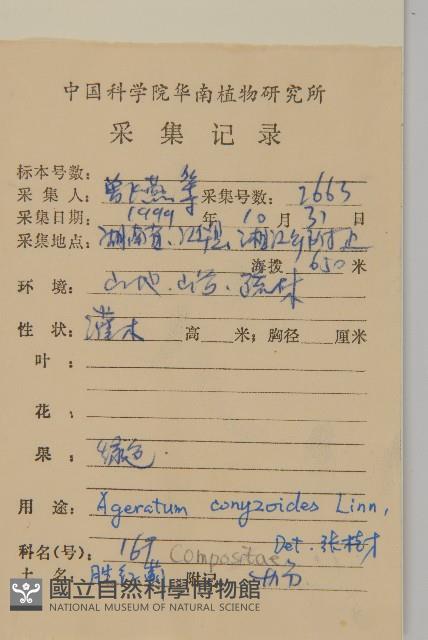 霍香薊藏品圖，第2張